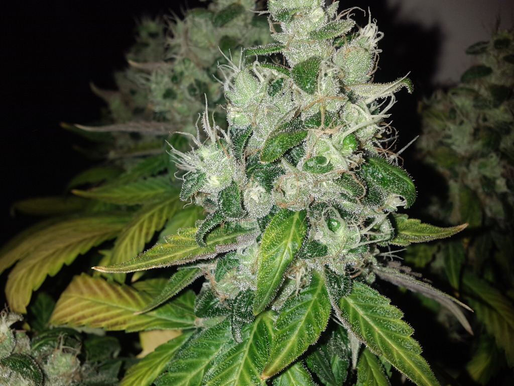 Loompa farms picture thread 6