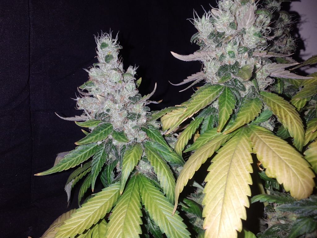 Loompa farms picture thread 7