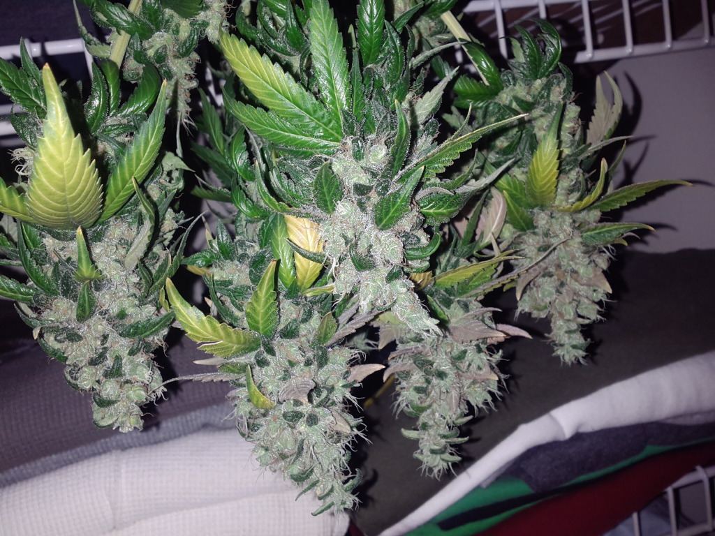 Loompa farms picture thread 8