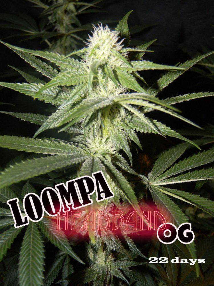 Loompa hb og