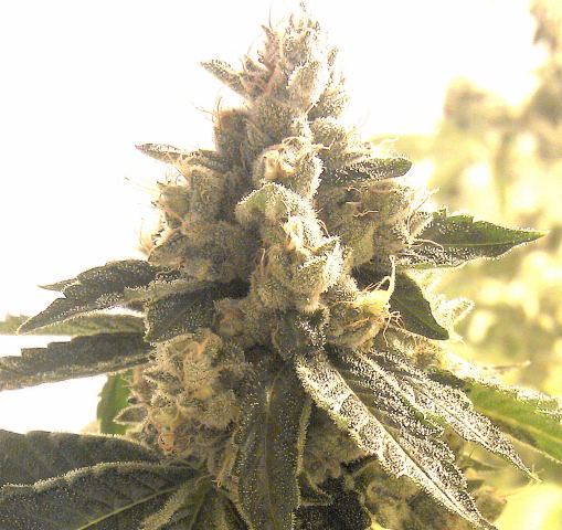 Loompa Headband