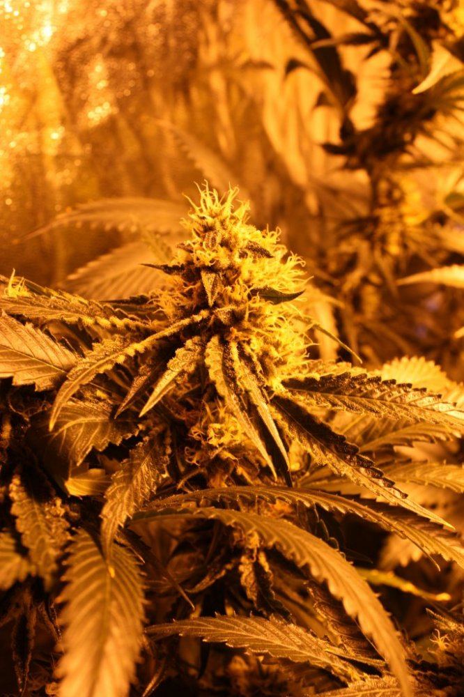 Loompa og squared trinity og 4