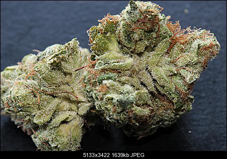 Loompa Farms   Underdawg