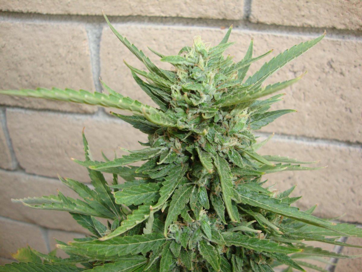 Loompachemtopwk6 2