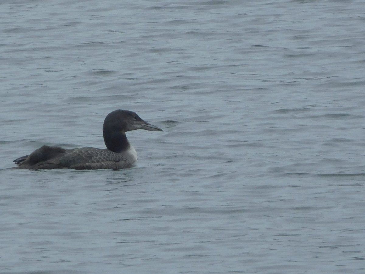 Loon