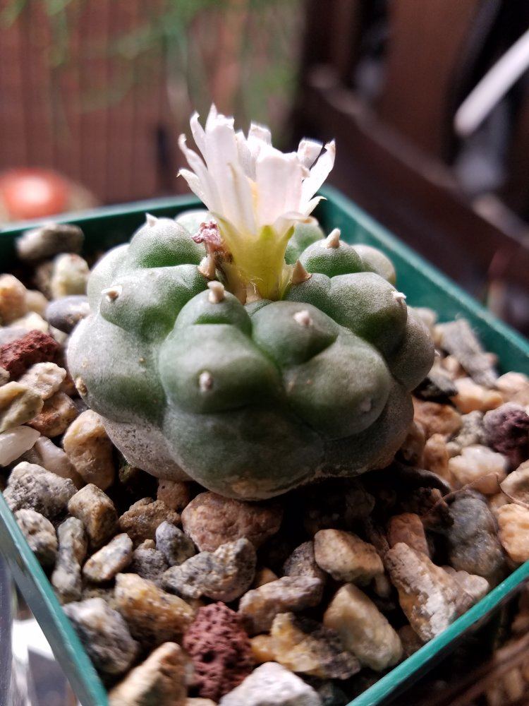 Lophophora sp2
