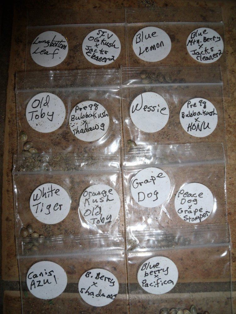 LoranSeeds
