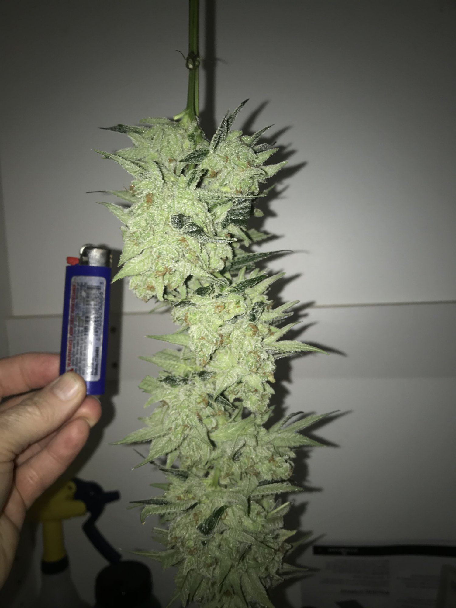 Lost a nice cola 10 days to harvest 2