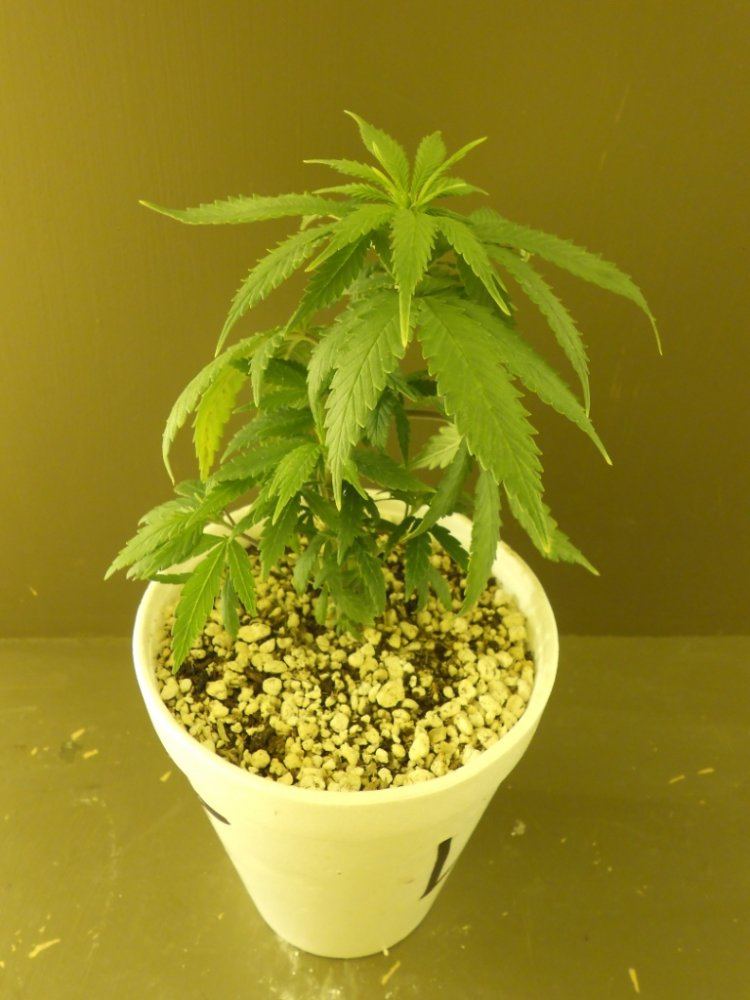 Lost Skunk 10A
