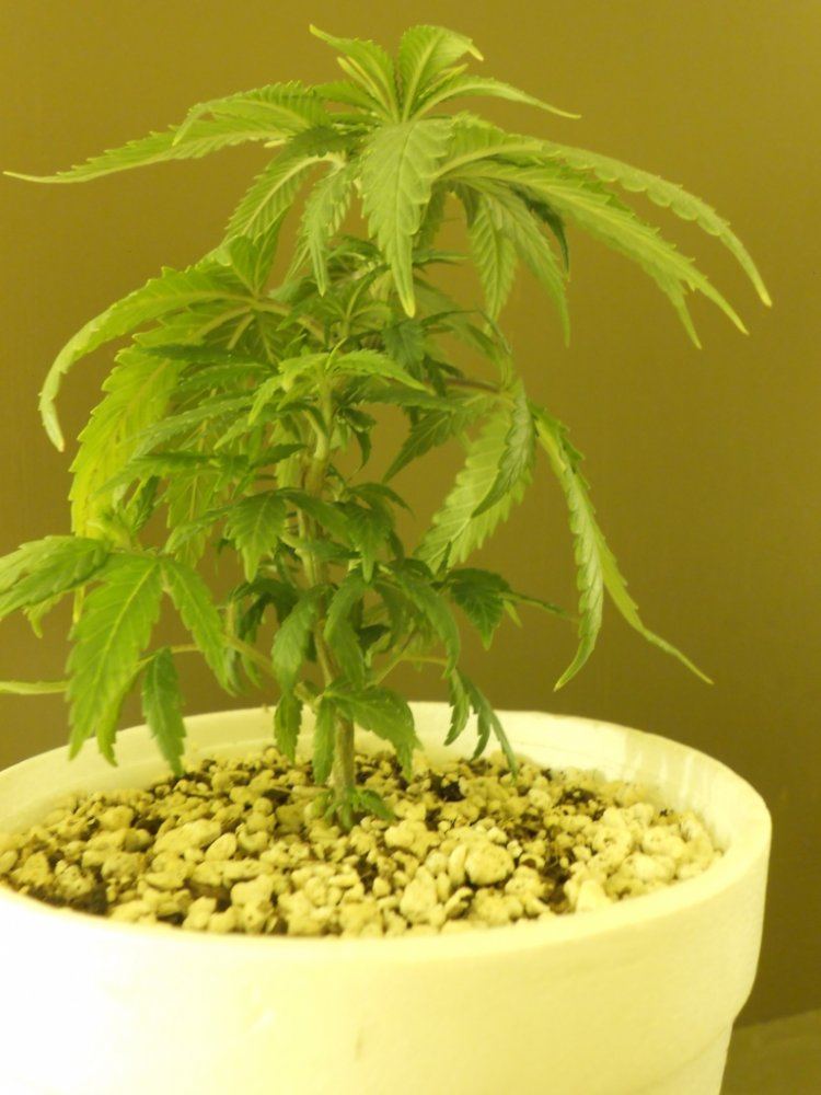 Lost Skunk 10B