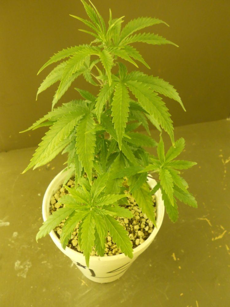 Lost Skunk 1A
