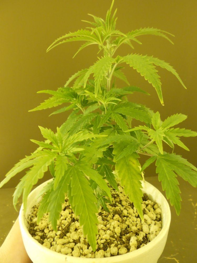 Lost Skunk 1B