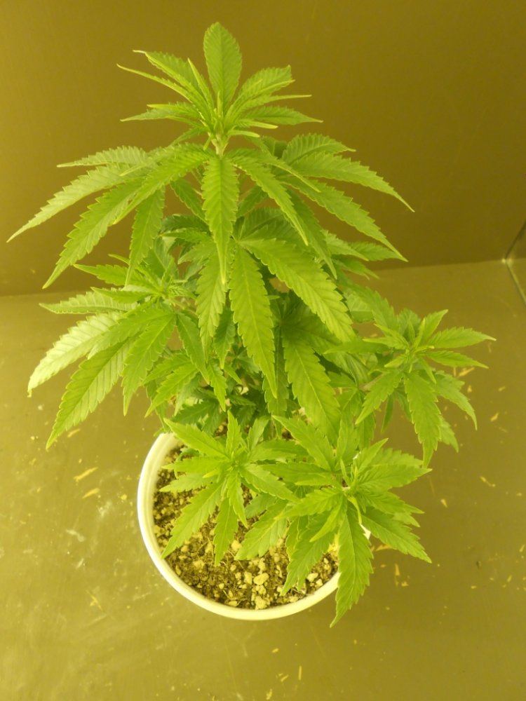 Lost Skunk 2A