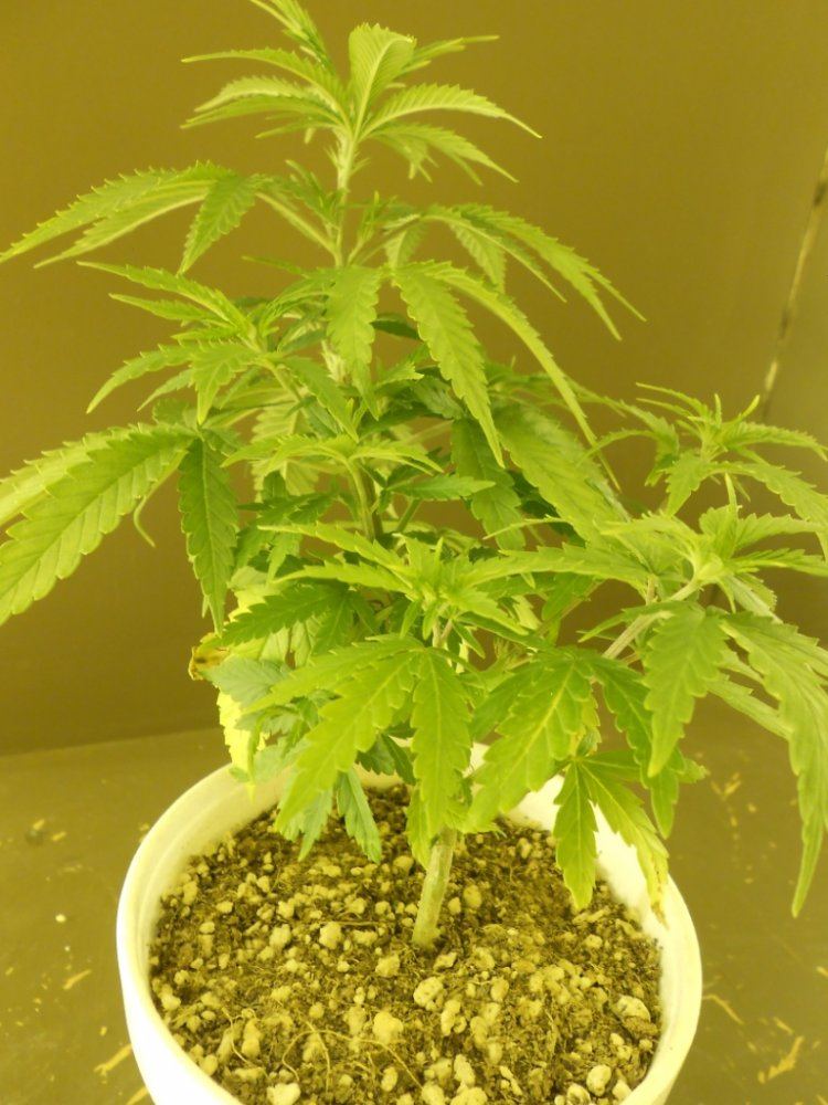 Lost Skunk 2B