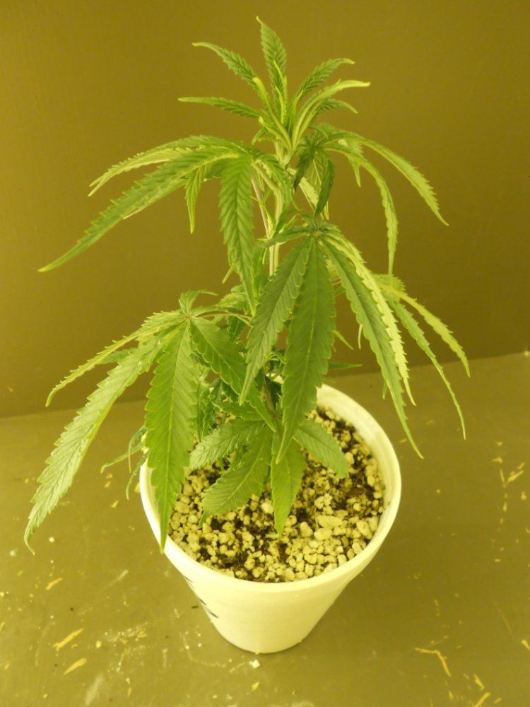 Lost Skunk 3A