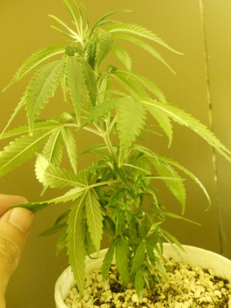Lost Skunk 3B