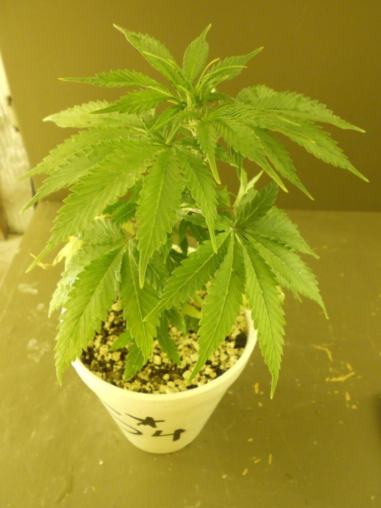 Lost Skunk 4A