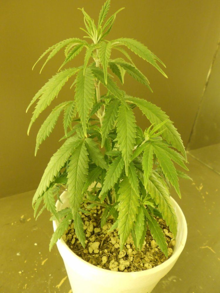 Lost Skunk 5A
