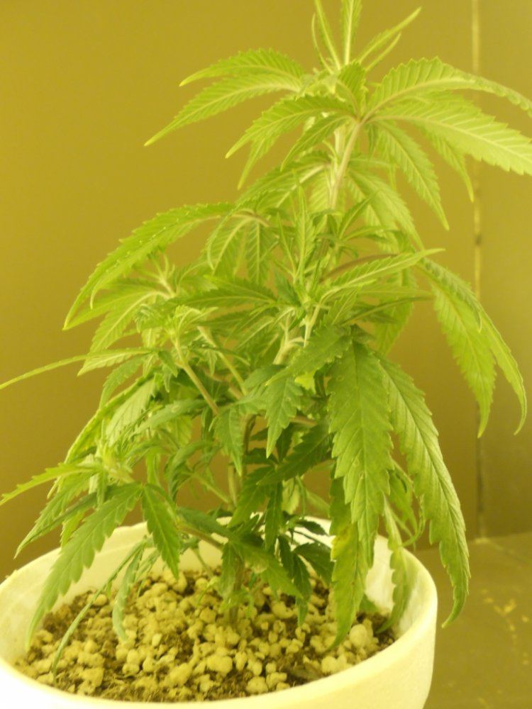 Lost Skunk 5B