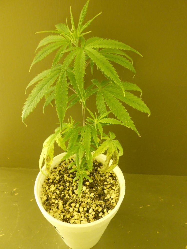 Lost Skunk 6A