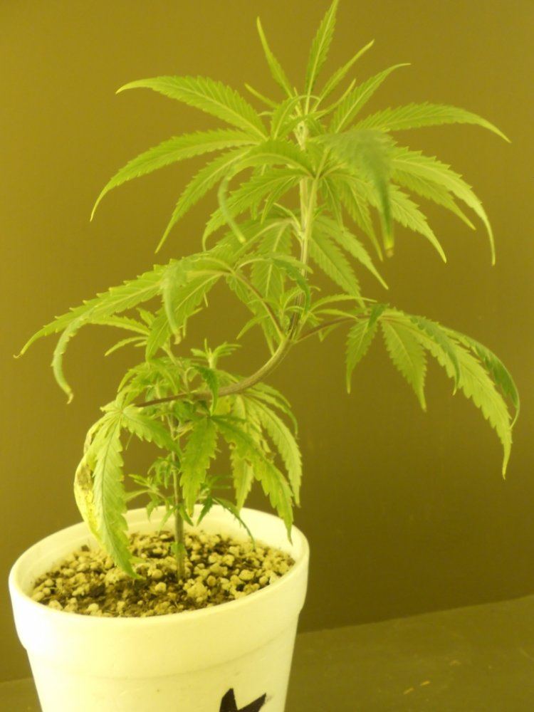 Lost Skunk 6B
