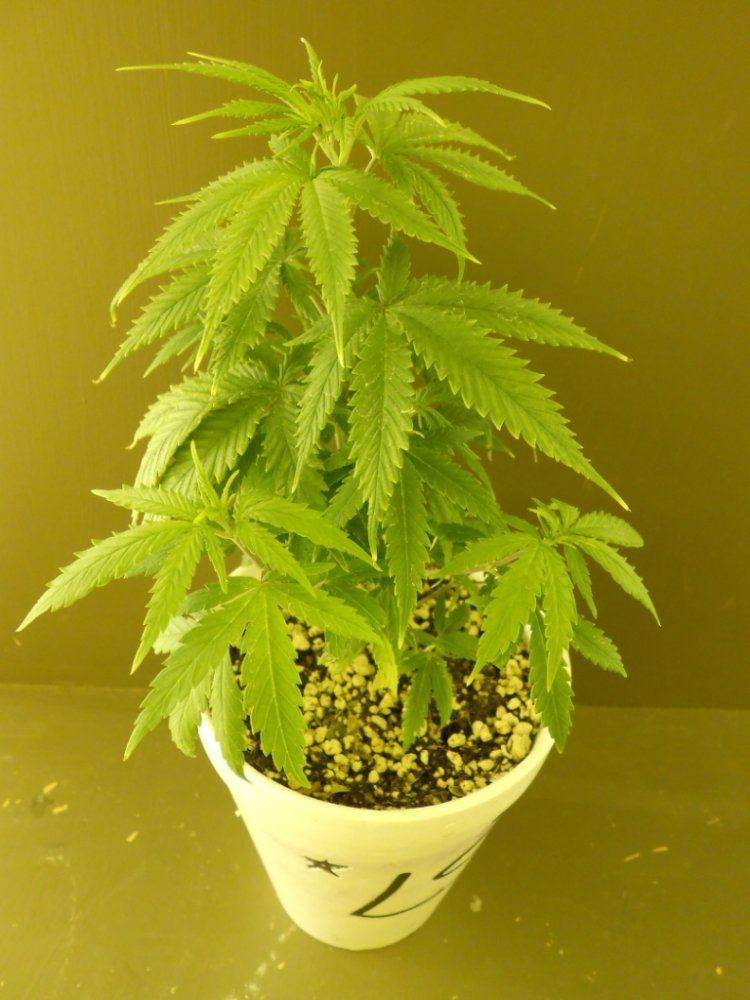 Lost Skunk 7A