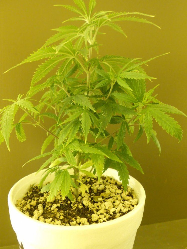 Lost Skunk 7B