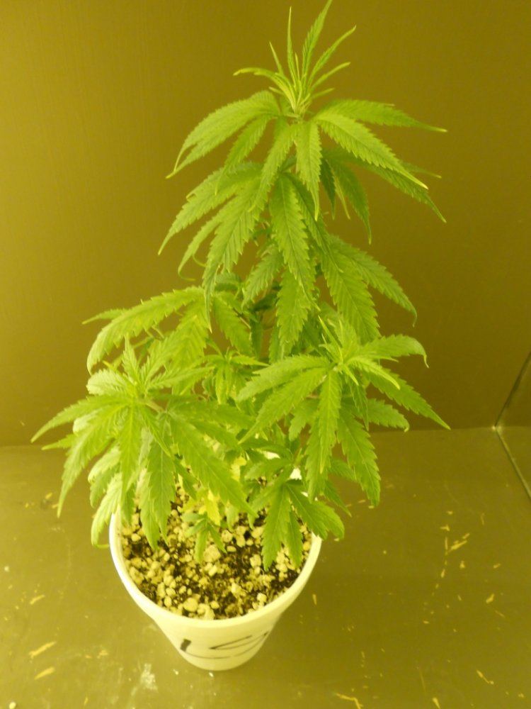 Lost Skunk 8A