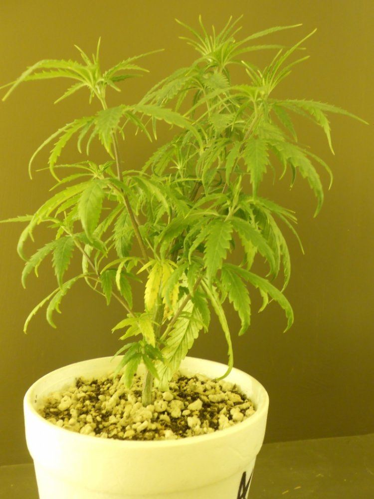 Lost Skunk 8B