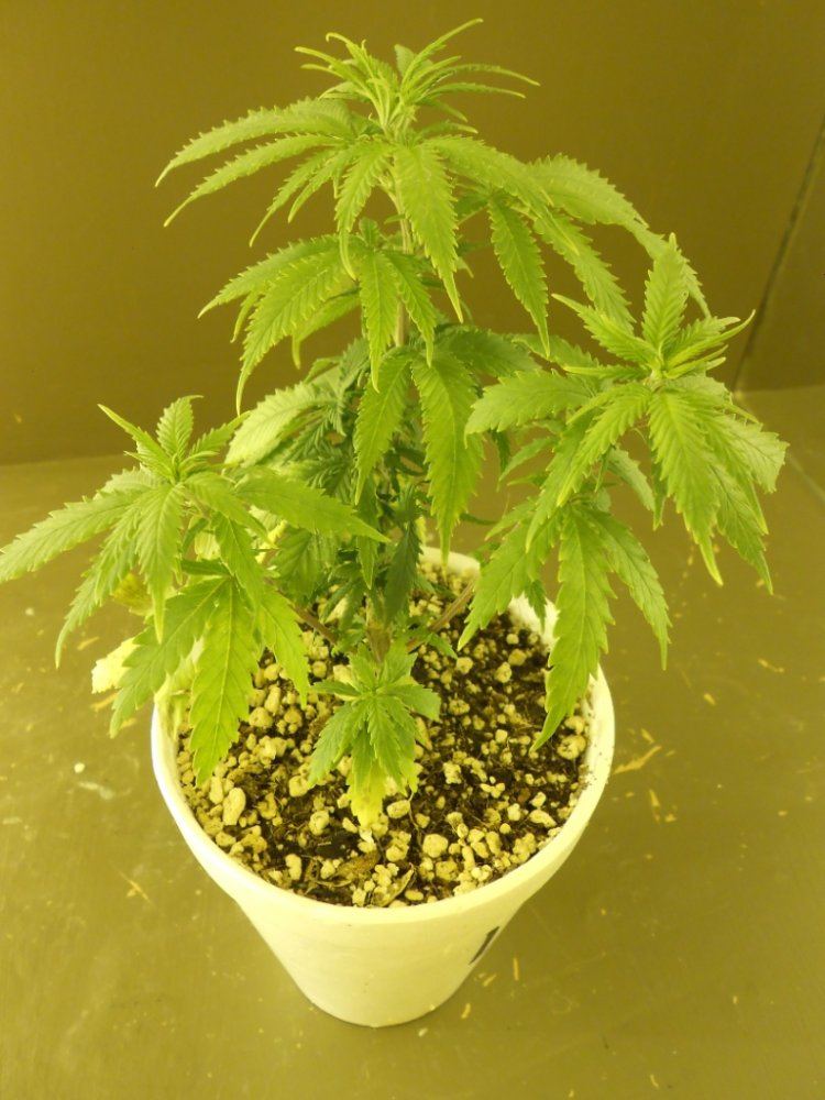 Lost Skunk 9A