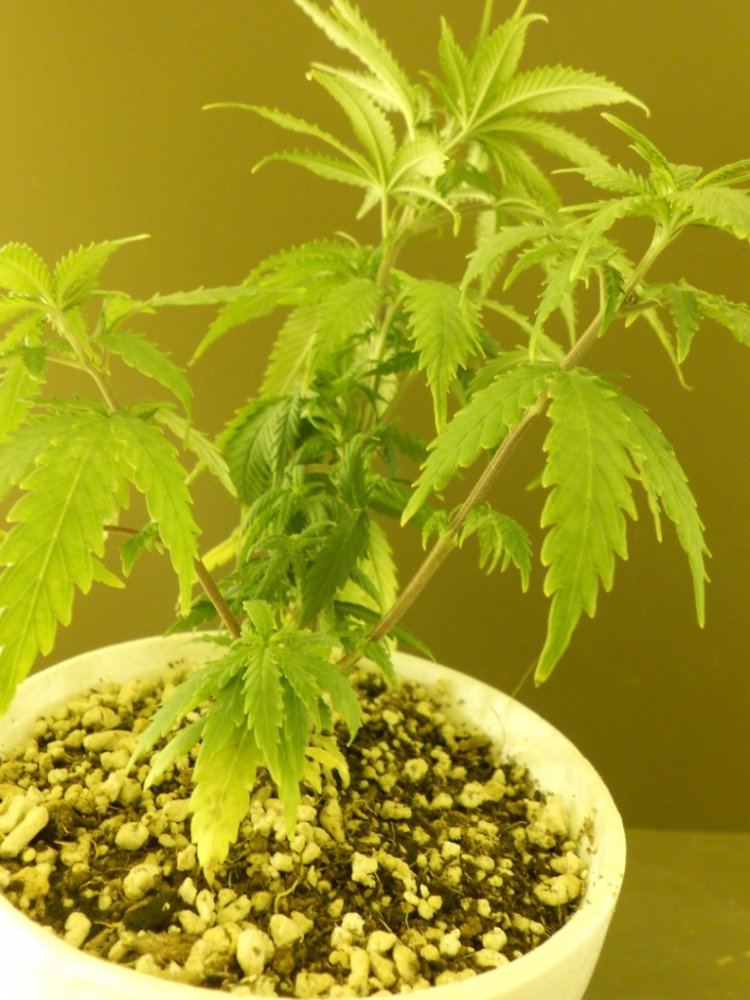 Lost Skunk 9B