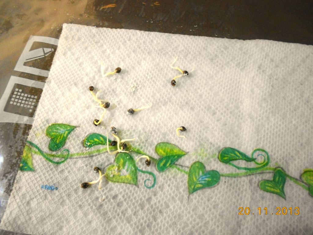 Lost Skunk start