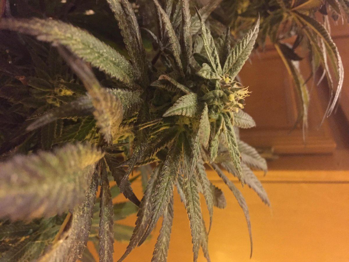 Lots of weird things about my 2 girlsex tiny but thick sugar leaves and weird looking buds wpi
