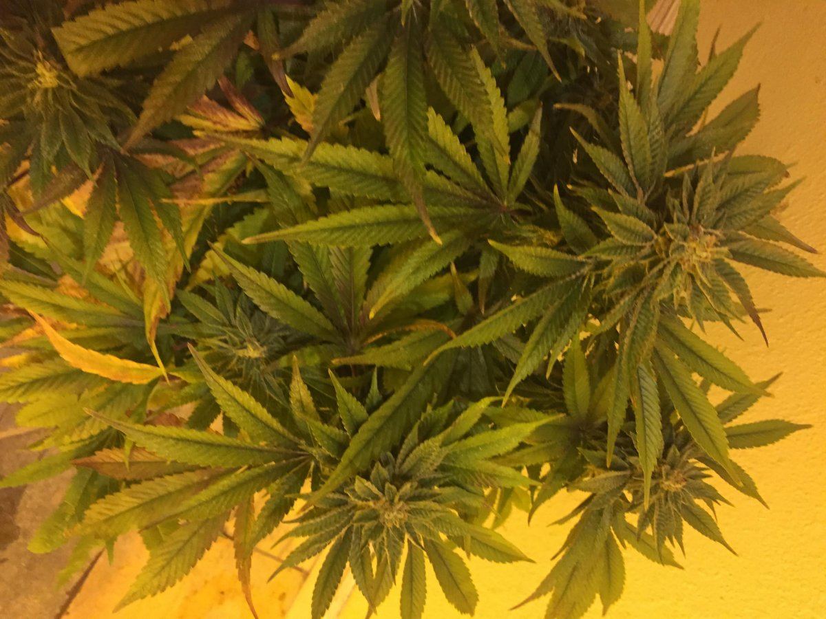 Lots of weird things about my 2 girlsex tiny but thick sugar leaves and weird looking buds wpi