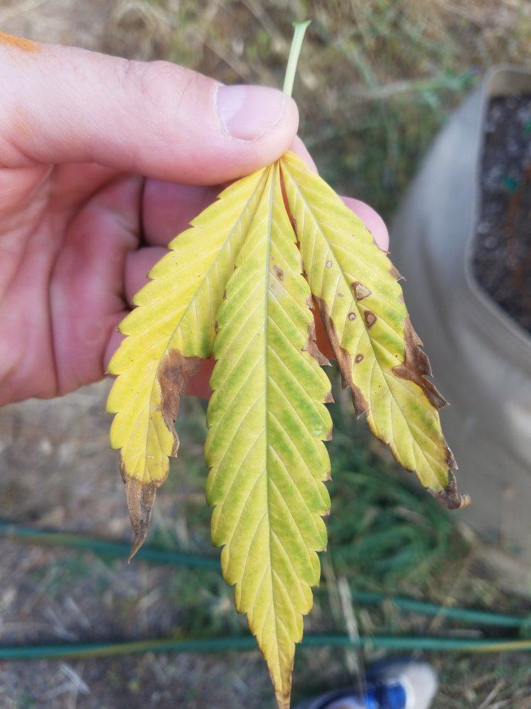 Lots of yellowing leaves burnt tips yellow veins 4