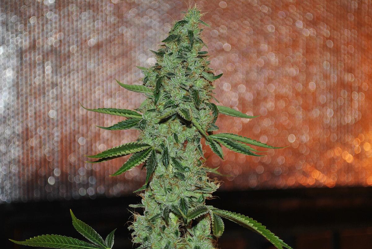 Loud ovog