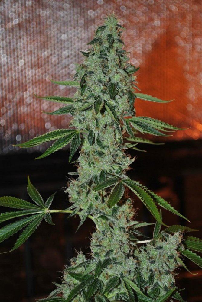 Loud ovog2