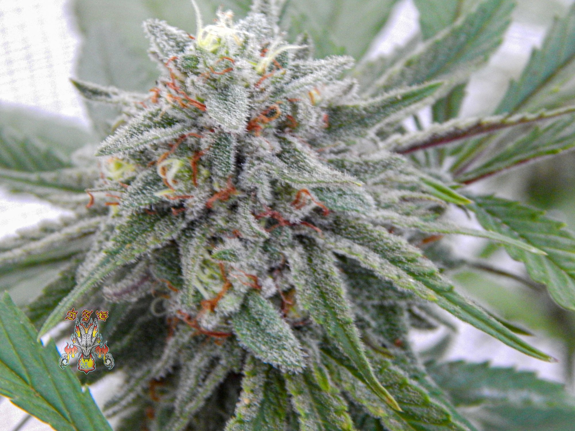 Love fruit d 56