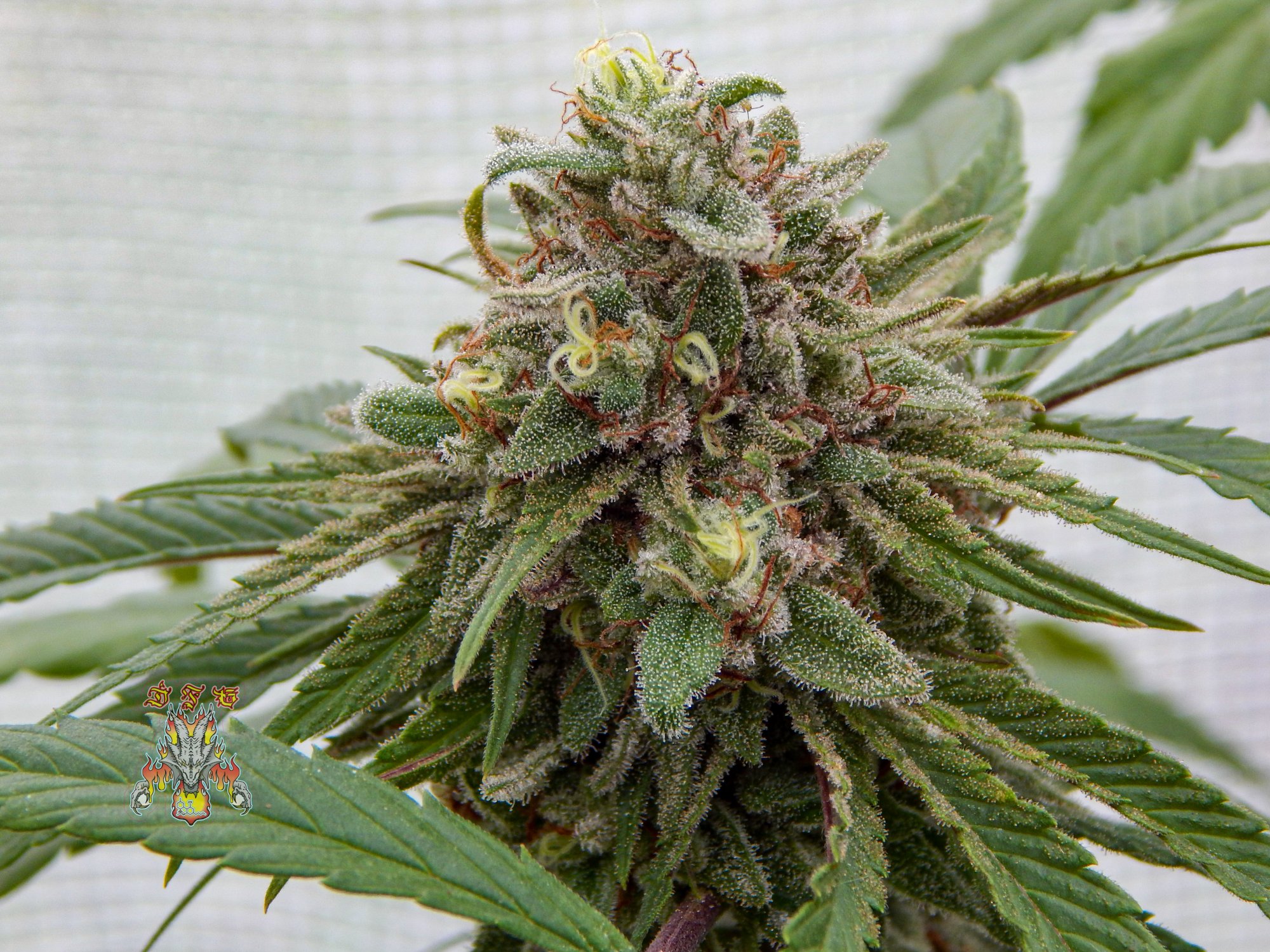 Love fruit d56