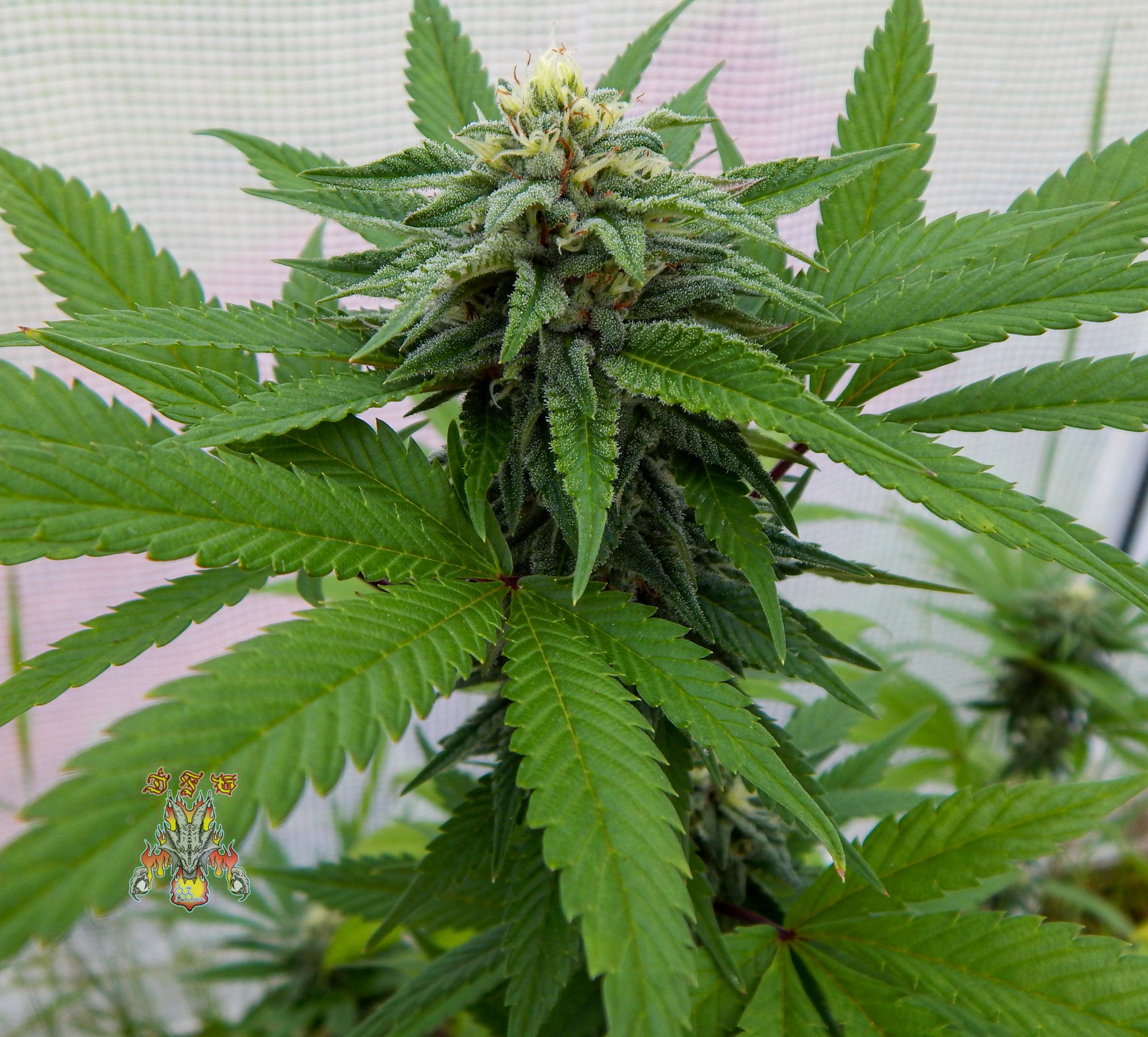 Love fruit second pheno i d36 2