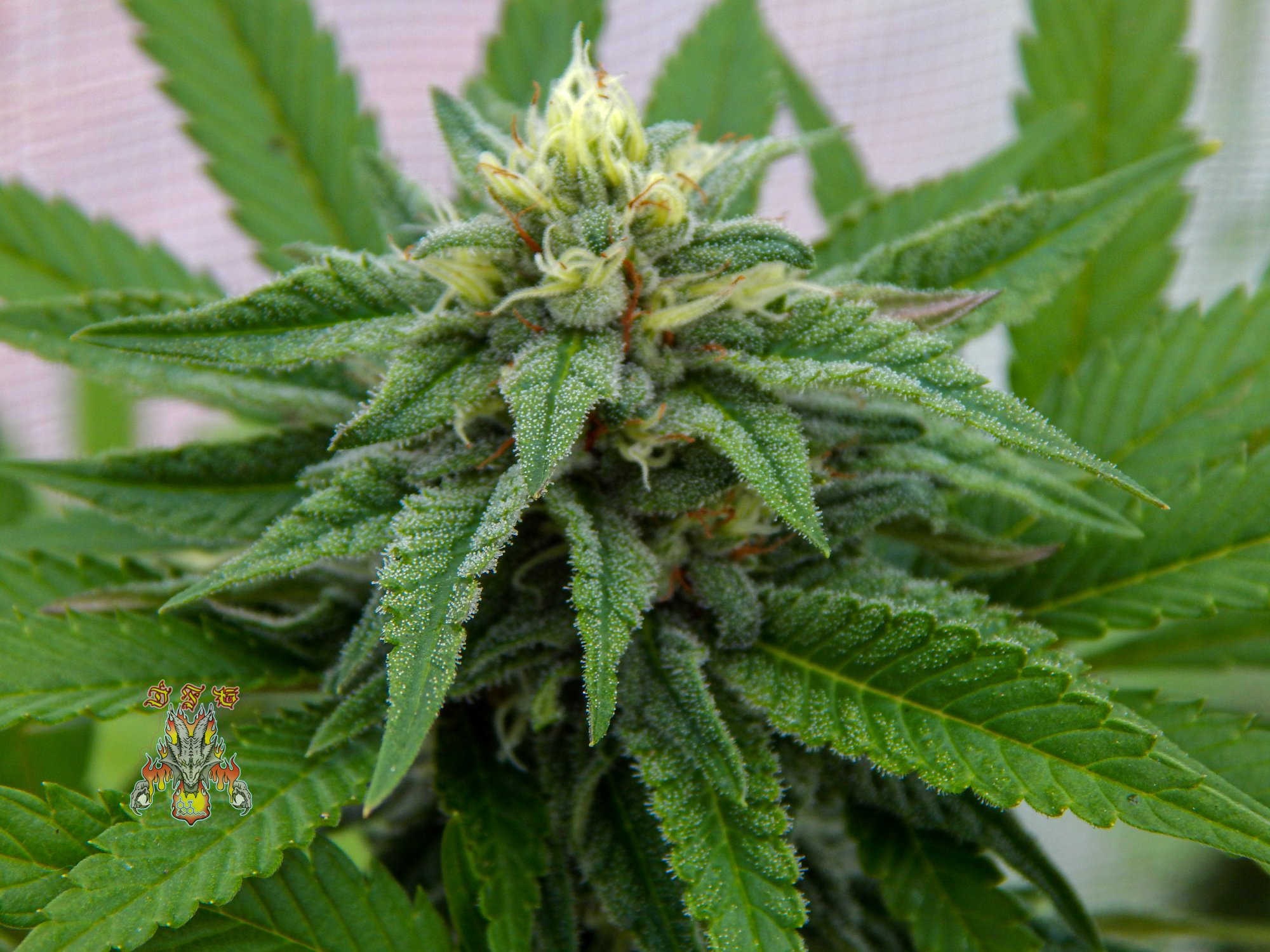 Love fruit second pheno i d36 3