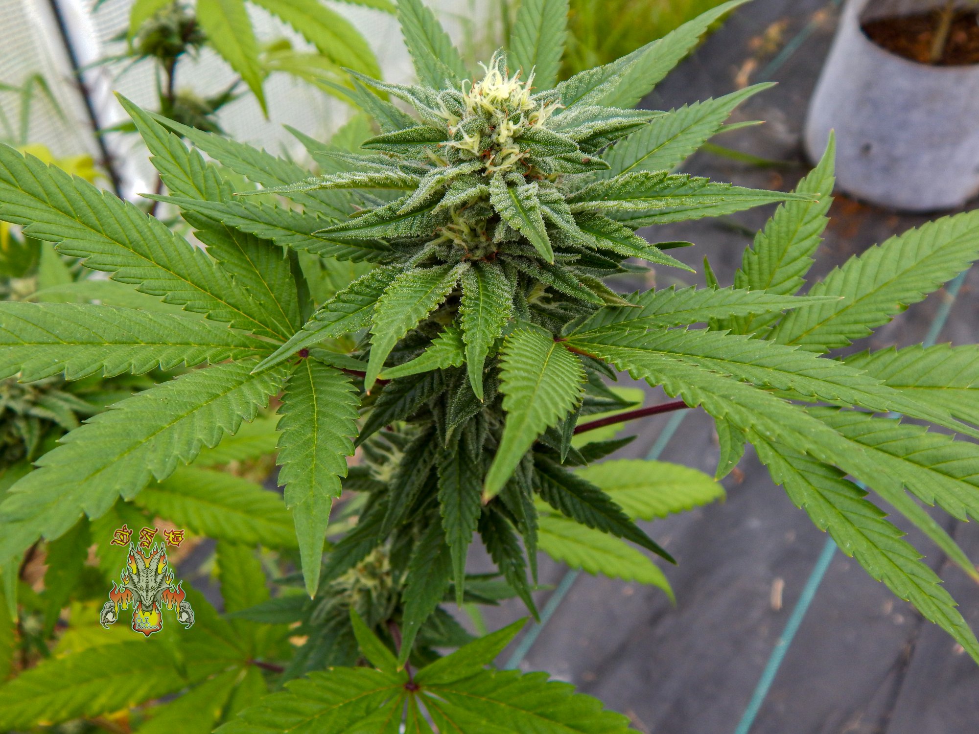 Love fruit second pheno i d36