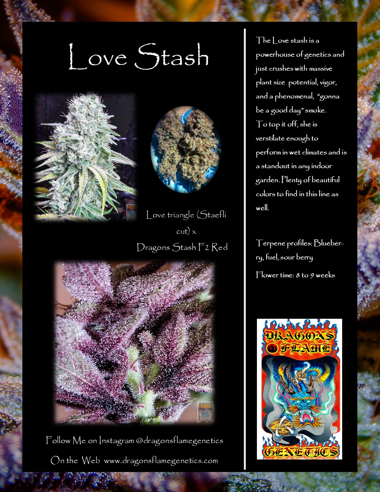Love stash promo sheet