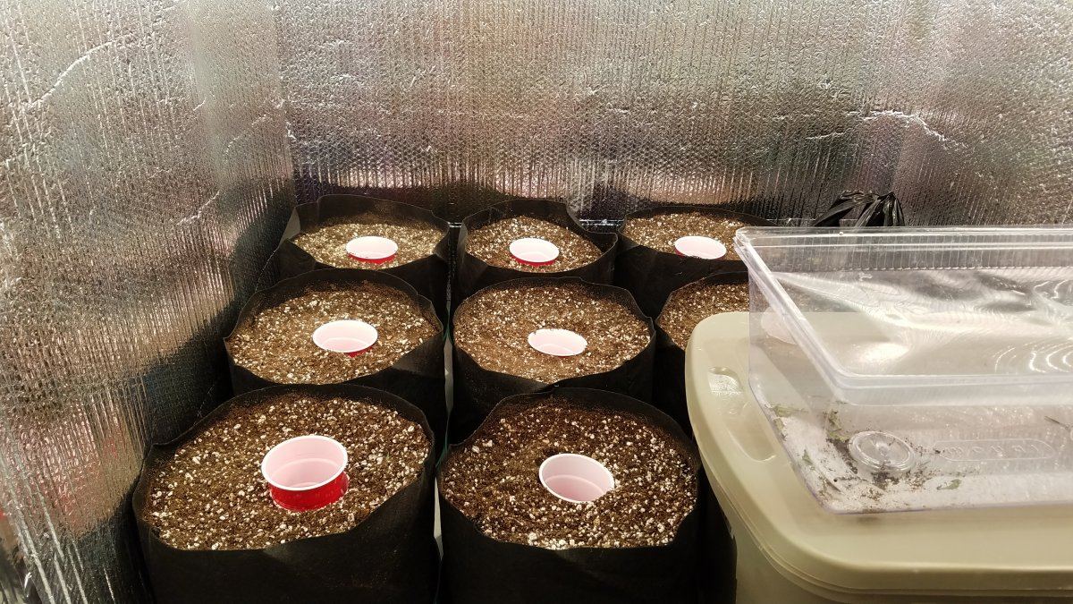 Low odor clones 2