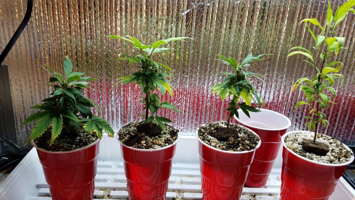 Low odor clones 3