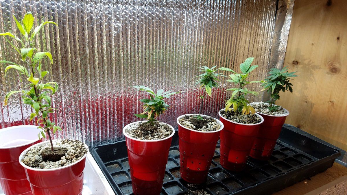 Low odor clones 4