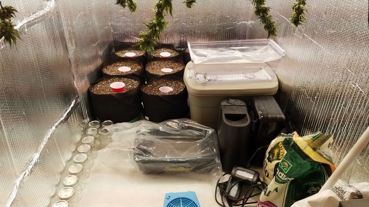 Low odor clones