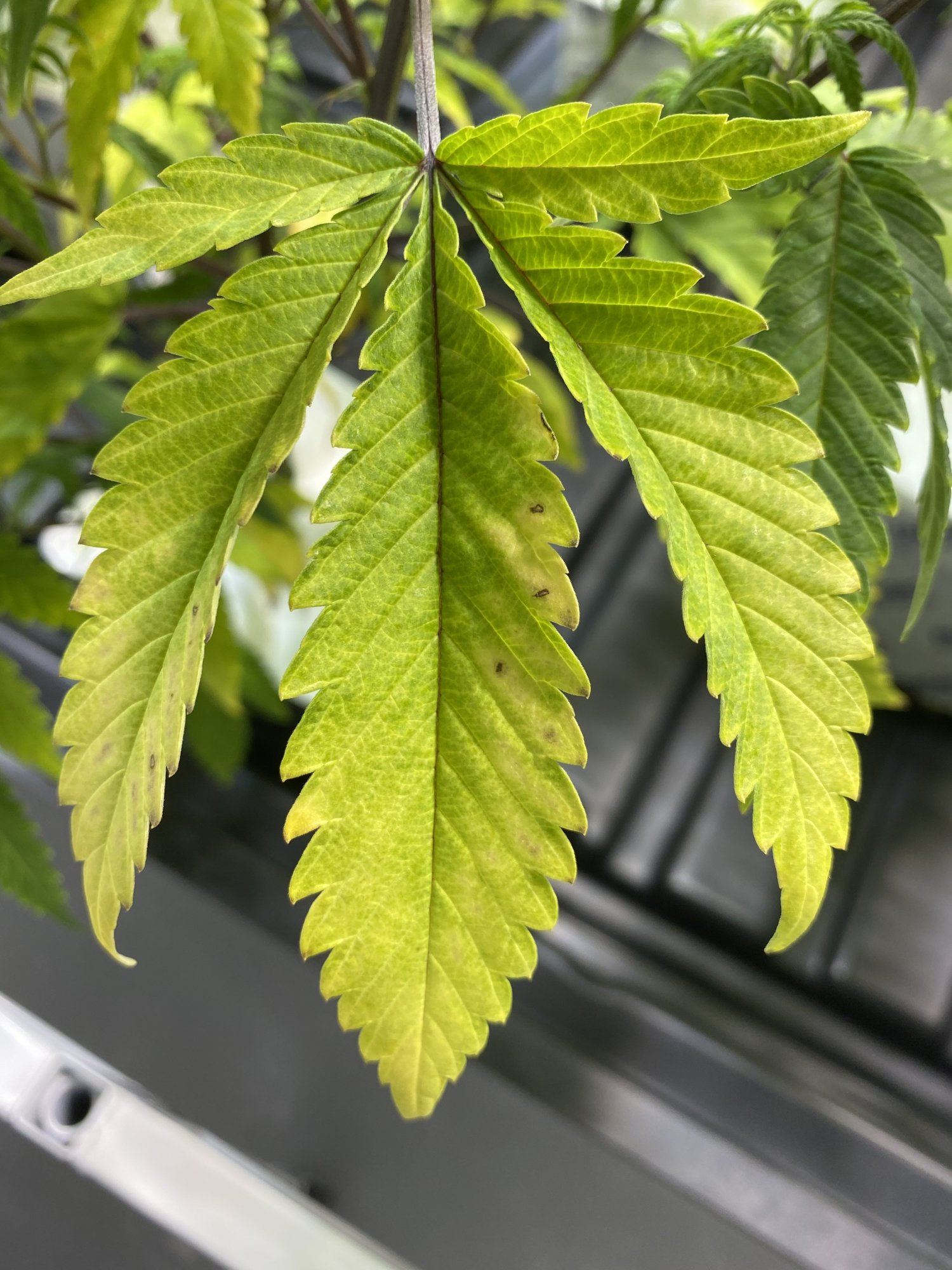 Low ph runoff   discoloration and leaf curl see pics 2