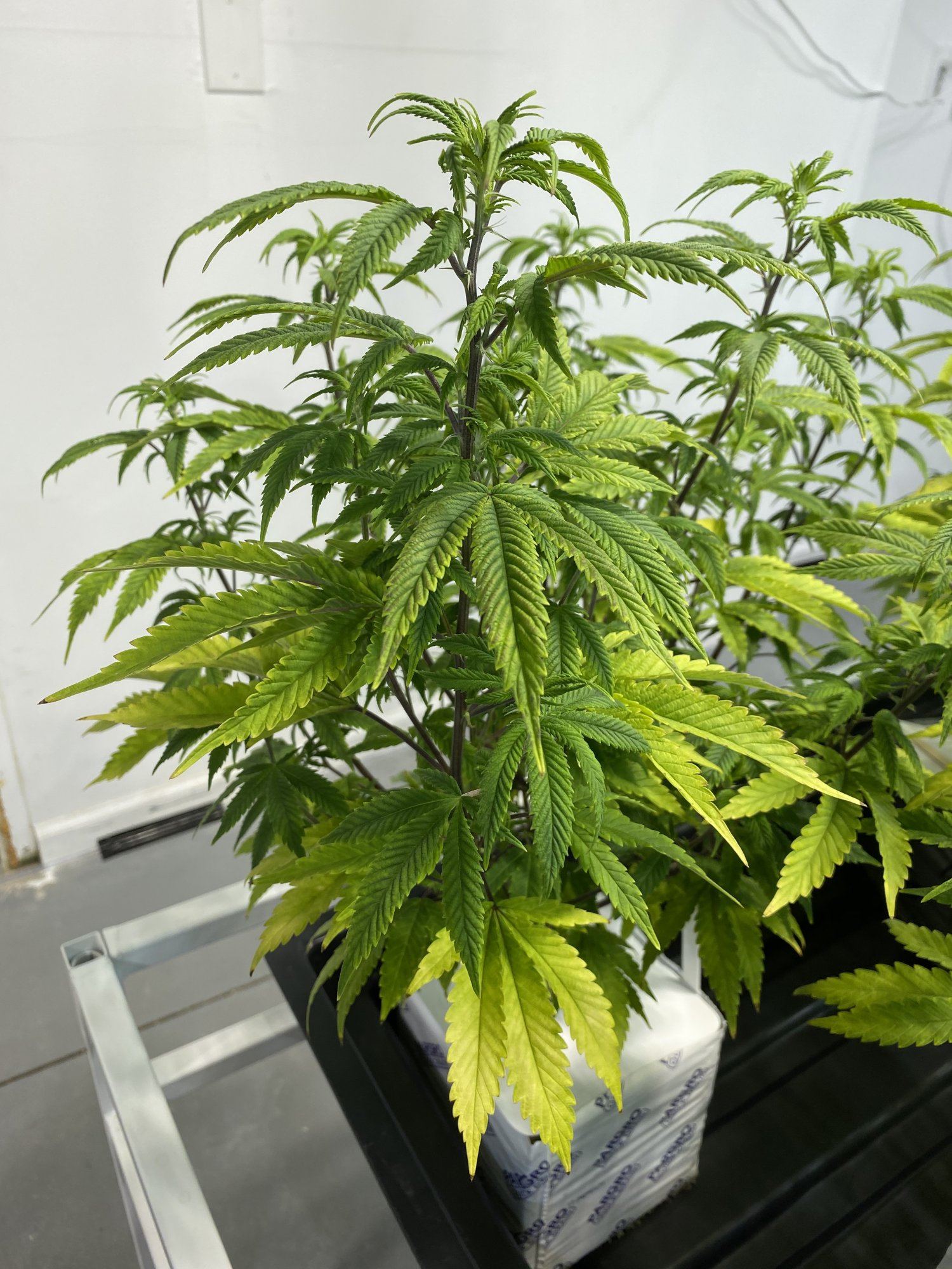 Low ph runoff   discoloration and leaf curl see pics