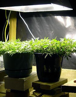 Low stress training marijuana growing indoors